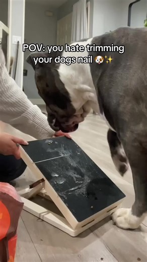 This is sooo amazing🐶✨#pets #dogs