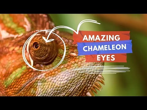 Exploring the Fascinating World of Chameleon Eyes! #360