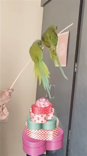 Cute Parrots Playing, enjoying