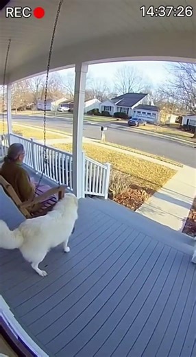 Watch this dog save its owner from a coyote! #Shorts