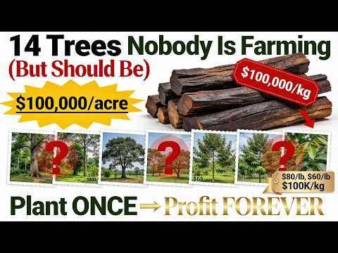 14 Rare Trees Nobody Is Farming One Sells for $100,000/kg (And Are Legal)