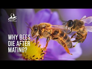 This Is Why Bee Dies After Mating