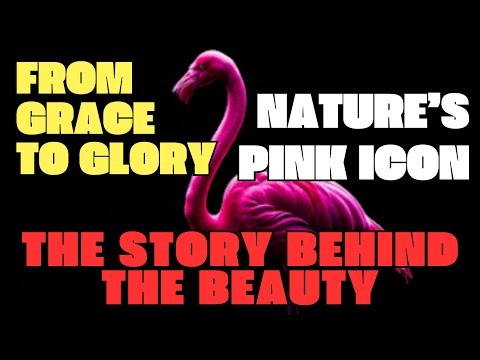 The History Of Flamingo, Enchanting Journey Through the History of Flamingos