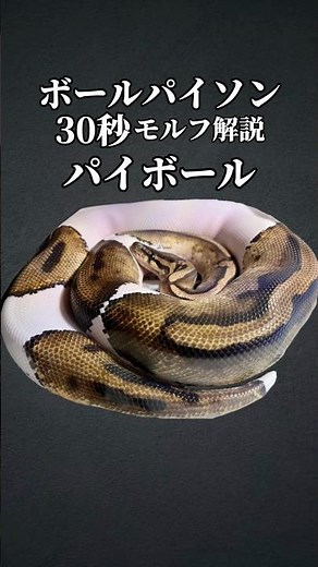 部分的に白い蛇 #ボールパイソン #爬虫類 #reptiles #ballpython #解説