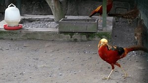 Golden pheasant with golden yellow color. The golden pheasant has a golden neck, red chest and black wings. Long brownish tail. A male is chasing a female.4K,60Fps