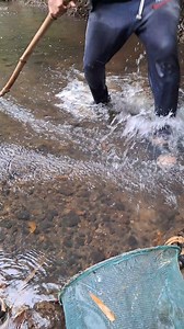 58K views · 682 reactions | I Caught A Lot Of Beautiful Alien Aquarium Fish In The Shallow Stream in Negros island! #aquascapingnegros #fblifestyle | Aquascaping Negros | Facebook