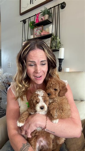 Adorable Teacup Goldendoodle Boys Ready for Adoption!