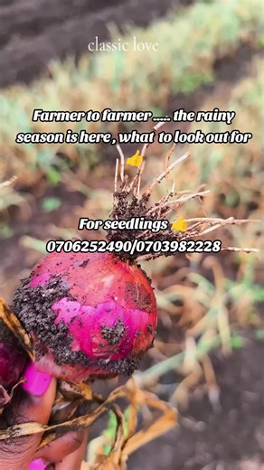 Onion and Garlic Farming in Kenya: A Morning Routine