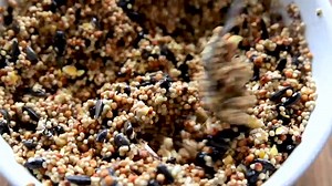 6K views · 321 reactions | Attract the birds you love to your outdoor space year-round! | National Audubon Society | Facebook