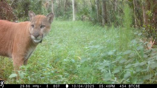 665K views · 12K reactions | Apparently the grazing panther we posted...