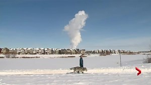 ‘Game of Thrones’ drives popularity of wolfdogs that may be too wild to be pets