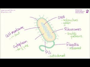 Bacterial cell - structure and function