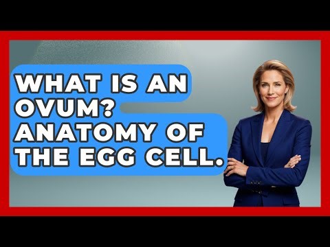 What Is An Ovum? Anatomy Of The Egg Cell. - All About Anatomy Answers