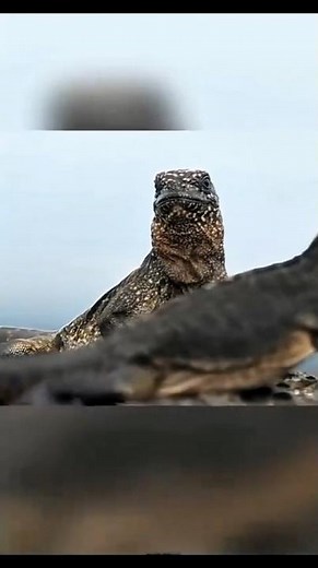 How Marine Iguanas Survive Snake-Infested Islands.