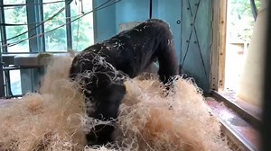 Keeper Sarah captured this amazing footage of 2-year-old gorilla, Juni, making himself a nest! Juni is displaying a natural behaviour that gorillas perform in the wild; making a rudimentary nest out of folded foliage. He will have observed this behaviour from the older members of the troop 🦍 | Bristol Zoo Project