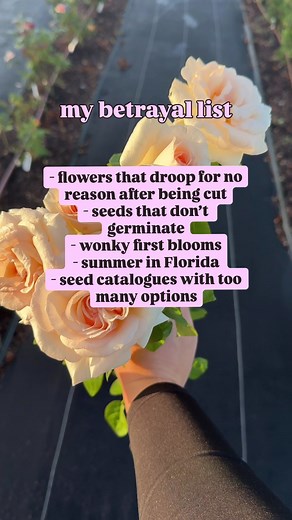 honestly, should’ve added having to maintain my own website too! #cutflowers #cutflowergardens #flowerfarmer #flowersinflorida