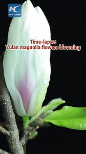 17K views · 131 reactions | Time-lapse: Watch Yulan magnolia flowers blooming before your eyes. #China #spring #flowers #magnolia #blooming #blossom | China Xinhua News | Facebook