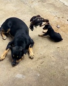 11M views · 10K reactions | Rooster chick and puppy love playing together  | MetDaan Animals | Facebook