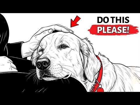 9 Things You Rarely Do for Your Dog (But Should Every Day)