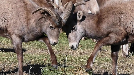 Big Horn sheep herd relocation (Source: Colorado Parks and Wildlife)