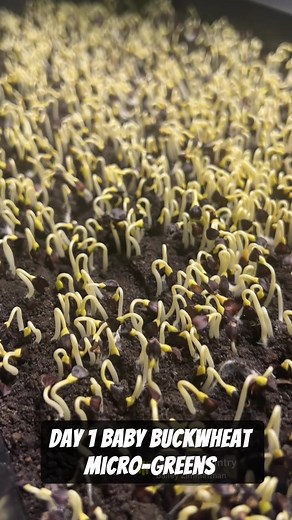 The Buckwheat micro-greens seen the sun for the first time today! I am scheduled to Harvest Sunday 11/30/25. Here are 5 solid facts about buckwheat microgreens: 🌱 1. Extremely High in Rutin (a powerful antioxidant) Buckwheat microgreens are one of the richest natural sources of rutin, a flavonoid known for strengthening blood vessels, reducing inflammation, and supporting heart health. 🧬 2. Naturally Gluten-Free Despite the name, buckwheat is not wheat and contains no gluten. It’s a safe optio