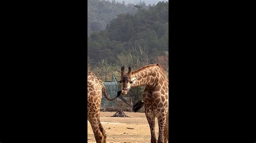 Giraffe chews on unbothered companion's tail leaving Chinese zoo goers bemused