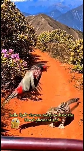 Blood Pheasant meet the Banded Linsang a fast and secret hunter.