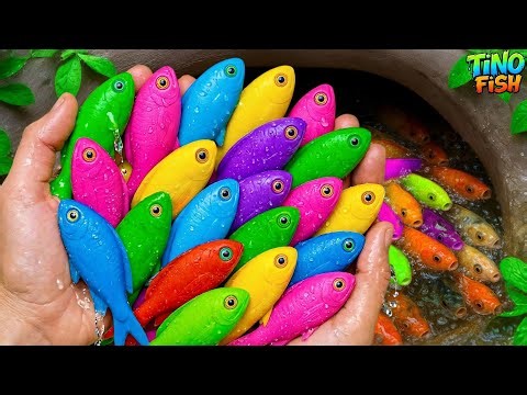 Catch beautiful aquarium fish in small pond baby turtles, goldfish, pencil fish, betta fish, guppies