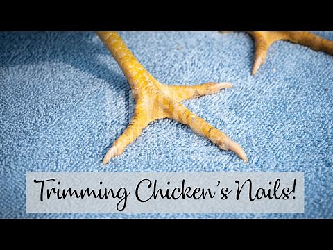 Tips for Trimming Chicken's Nails!