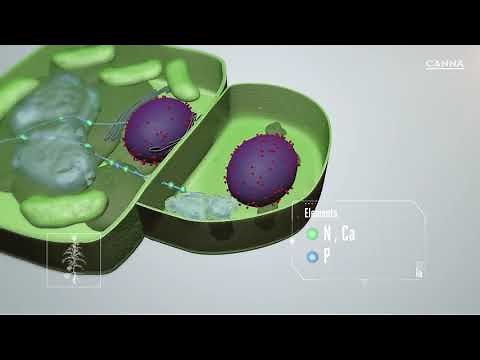 CANNA COCO // Video Infografía en 3D