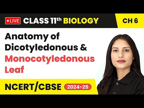 Anatomy of Dicotyledonous and Monocotyledonous Leaf | Class 11 Biology Chapter 6 | #live