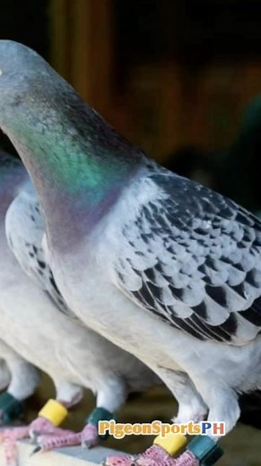 1.4K views · 22 reactions | Pigeon Race Belgium | Pigeon Sports PH | Facebook