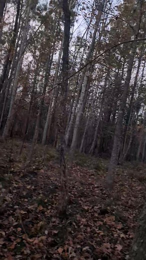 Hunting in the swamp | Corey Shell