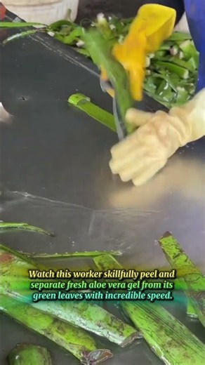 Skillfully peeling fresh aloe vera leaves for gel extraction