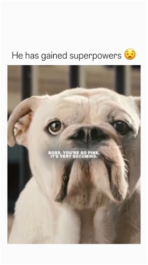 Areditez on Instagram: "This dog gained superpowers. “Underdog” (2007) is a family-friendly superhero comedy about an ordinary beagle who gains incredible powers after a lab accident. Once a clumsy police dog, he suddenly finds himself able to fly, speak, and fight crime. Adopted by a kind boy named Jack, the dog embraces his new identity as Underdog, vowing to protect Capitol City and a charming spaniel named Polly Purebred. When the villainous scientist Simon Barsinister threatens to take cont