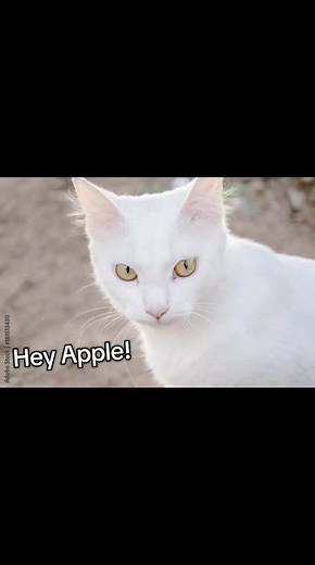 Funny Cats Responding to 'Hey Apple!'