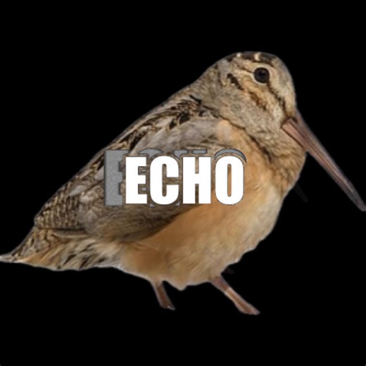 BIRD WOMAN (@mmm..schlorp)’s video of birds