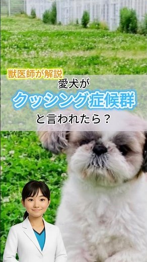 犬のクッシング症候群とは？ 獣医師の手帳より