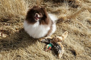 Top 3 Emerging Hunting Dog Breeds - Gun Dog