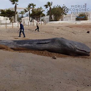 304K views · 4.2K reactions | This is why we have to clean up our oceans. Learn more: https://wef.ch/2FtcVE1 | World Economic Forum | Facebook