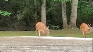 The doe was lured in so staff could dart her from a safe distance. | Wildlife Resources Division - Georgia DNR