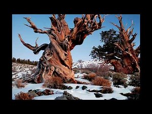 Yungblud Ft Dan Reynolds - Original Me - 1 Hour!!!