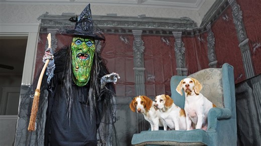 Dogs are spooked by a giant witch