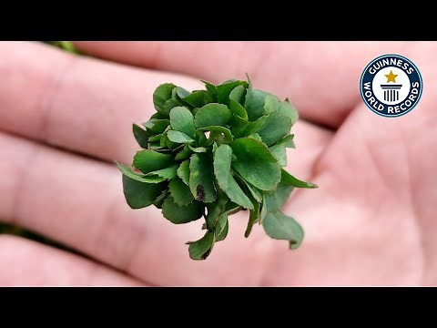 Most Leaves On A Clover - Guinness World Records