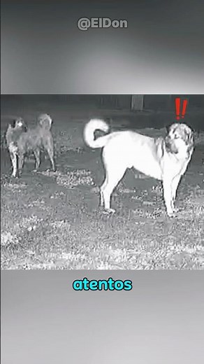 Estos perros Anatolia protegen a las cabras de los coyotes. #perros #anatoly