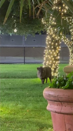 Wild Arizona Javelina Caught on Camera! 🐗🌵 #Shorts