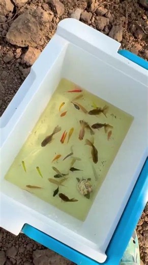 I Can’t Stop Watching This Fish #aquariumfish #funny #aquaticpets