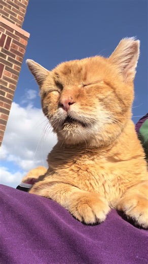 Adopting a senior cat isn’t for everyone… but for the right heart, it’s life-changing. 🐾 Daniel Tiger proves every day that love has no age limit. #SeniorCat #CatTok #cats #adoptdontshop #orangecat