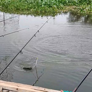 River Fishing ❣️❣️ #fishing #angling #fishingday | Bangladesh Fishing Club