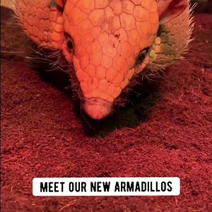 4.2K views · 282 reactions | Show me the way to Armadillos! Introducing the newest members of our team... Polly and Preston ❤️ We know you’re all going to love them! Read more here: https://jimmysfarm.com/new-armadillos/ #armadillo #Armadillos #jimmysfarm | Jimmy's Farm & Wildlife Park | Facebook